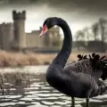 A la caza del Cisne Negro